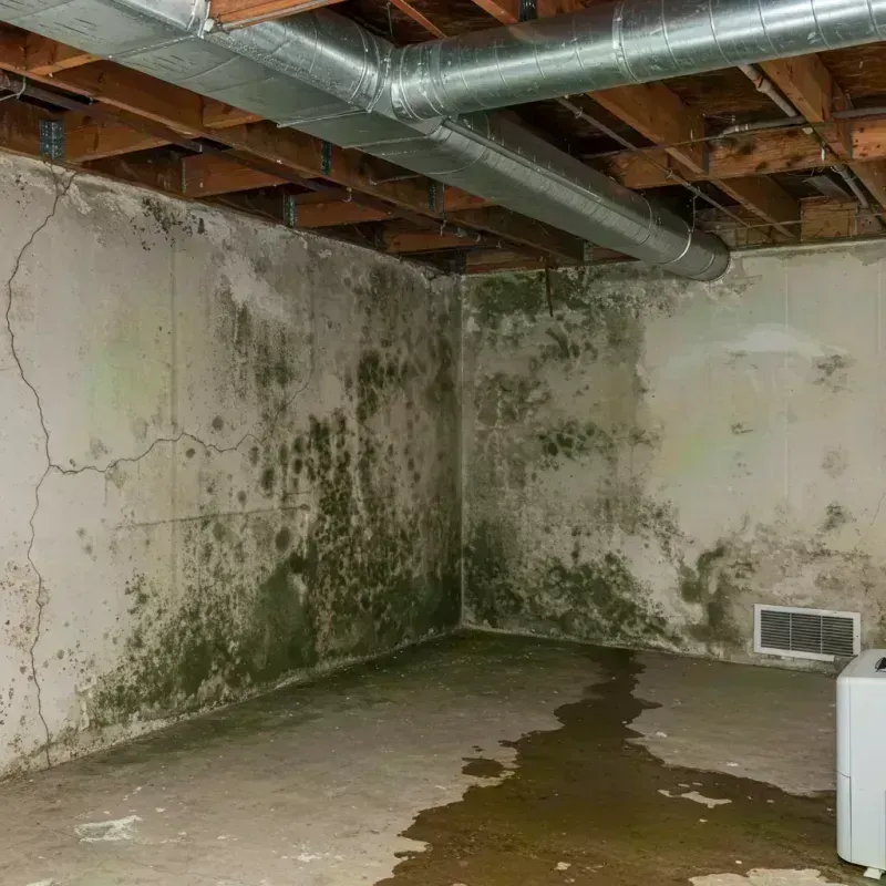 Professional Mold Removal in Dickson County, TN